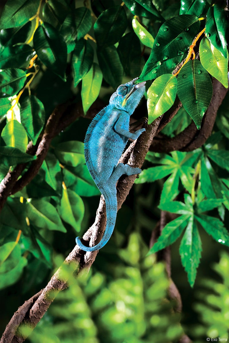 Exo Terra Jungle Vine, Small
